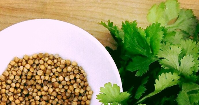 Coentro, um alimento funcional coentro