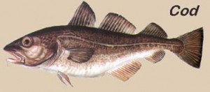 cod-bacalhau