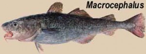 macro-bacalhau