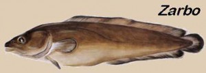 tusk-bacalhau