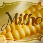 Milho, um alimento funcional milho