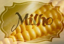 Milho, um alimento funcional milho