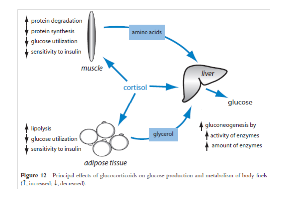 cortisol