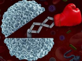Qual a relação entre nutrição e sistema imunitário? imune cells
