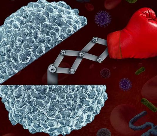 Qual a relação entre nutrição e sistema imunitário? imune cells