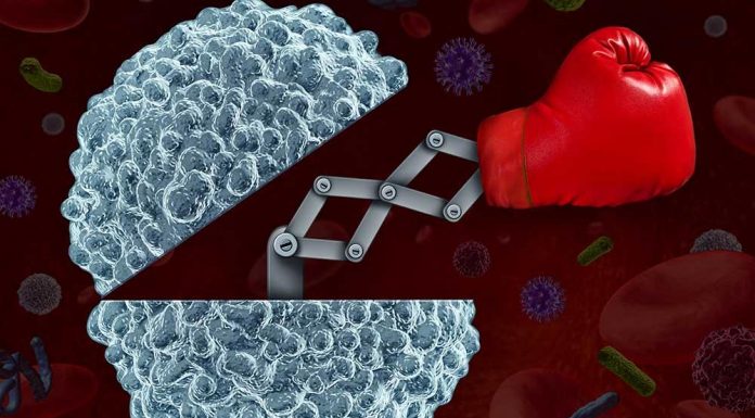 Qual a relação entre nutrição e sistema imunitário? imune cells