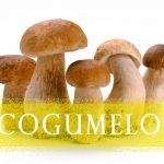 Cogumelos, um alimento funcional cogumelos