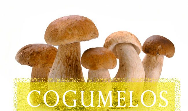 Cogumelos, um alimento funcional cogumelos
