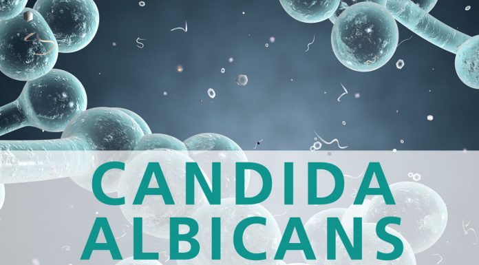 Como não alimentar a Candida