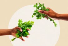 Salsa ou Coentro: Qual é a diferença? salsa e coentro