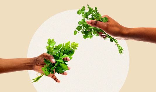 Salsa ou Coentro: Qual é a diferença? salsa e coentro